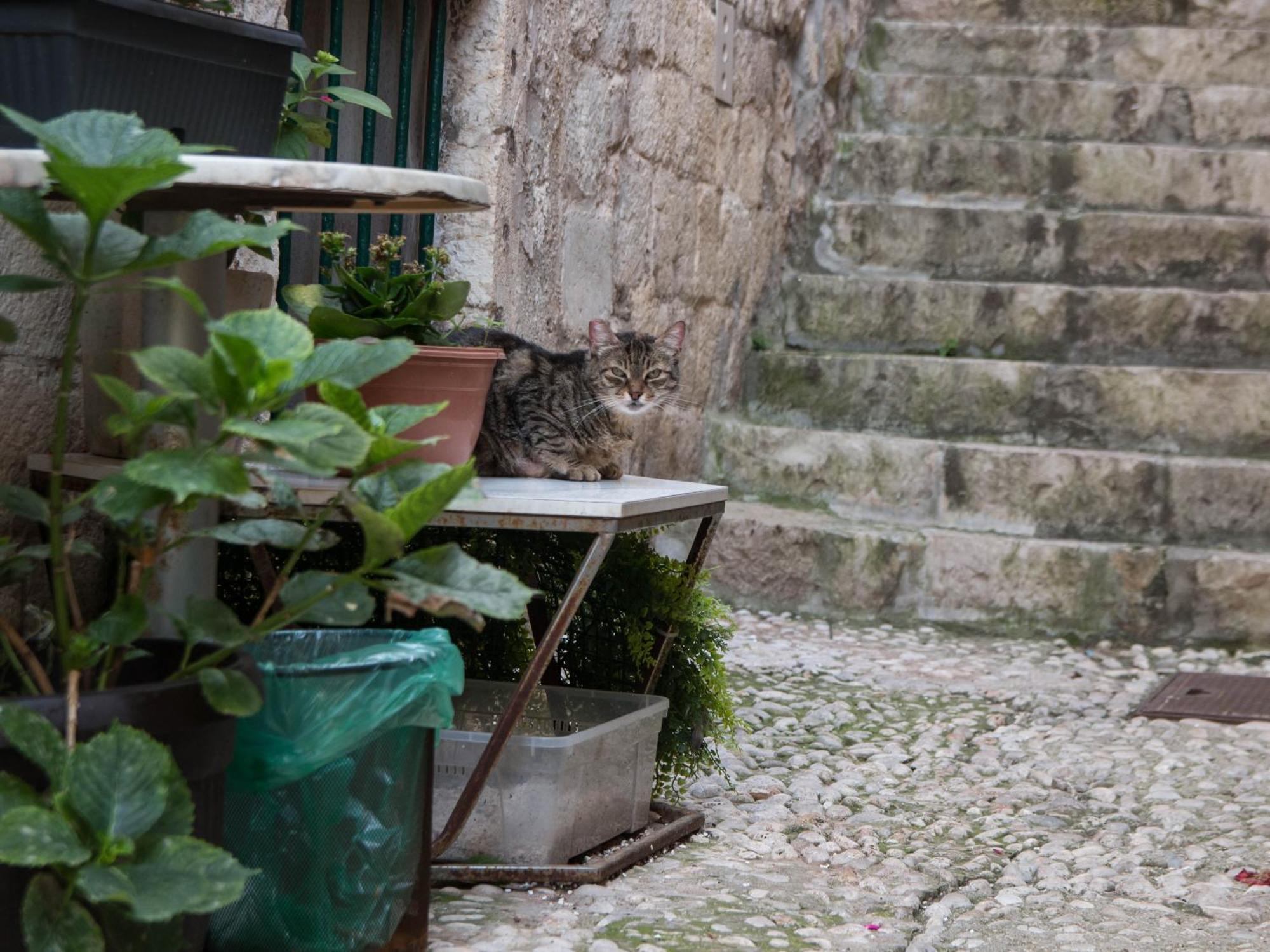 Apartamento Belissima Ella Dubrovnik Exterior foto